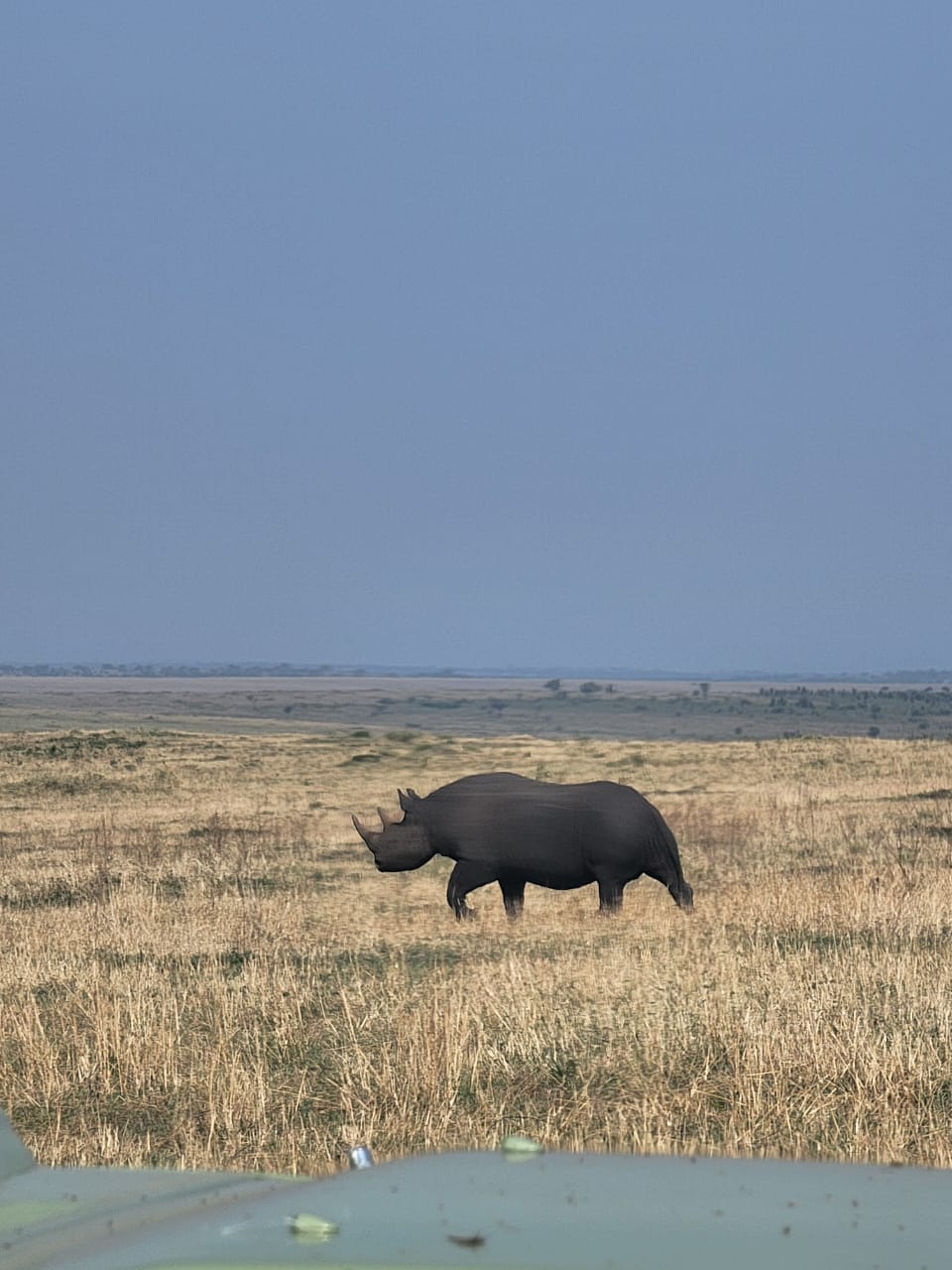 Amboseli Safari